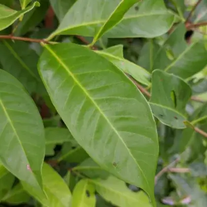 Daun Salam